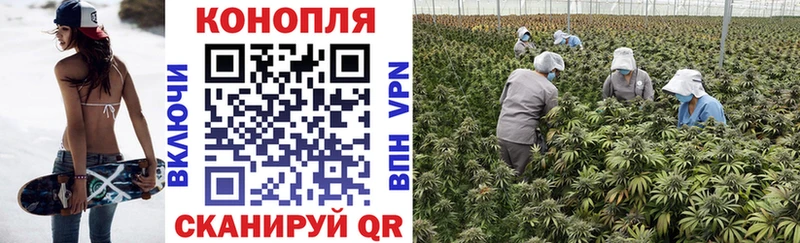 блэк спрут зеркало Мыски Каннабис семена